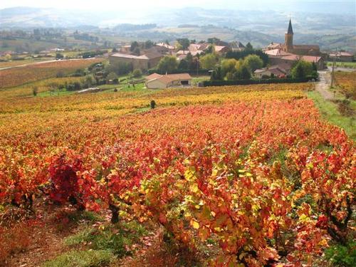 виноградники во Франции